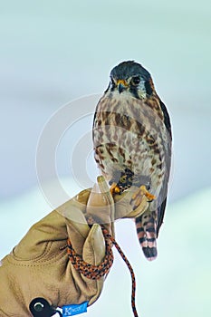 Male Kestrel raptor tamed and on hand of trainer