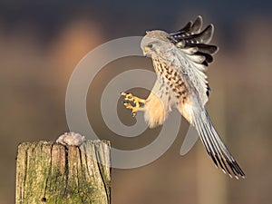 Male Kestrel takes flight from a perch to catch prey after being mobbed by a crow