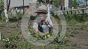 male kid yellow boots squatting in garden examining flowering strawberry bushes