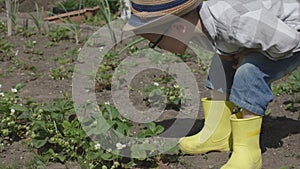 male kid yellow boots squatting in garden examining flowering strawberry bushes