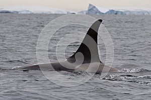 Male killer whale floating on a cloudy day in Antarctic