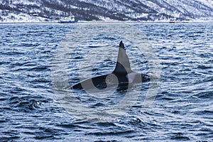 Male Killer whale Norway