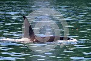 Male killer whale orca in Kenai Fjords National Park in Seward Alaska USA