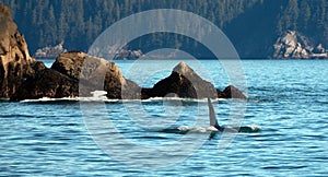 Male killer whale orca in Resurrection Bay in Kenai Fjords National Park in Seward Alaska USA