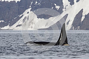 Male killer whale who swims against the backdrop of Bering photo