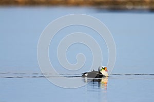 Male King Eider Duck found swimming in a pond near Arviat, Nunavut