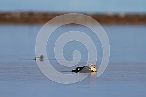 Male King Eider Duck swimming in water near Arviat, Nunavut
