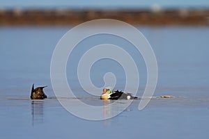 Male King Eider duck watching while female Eider duck is foraging
