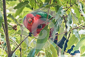 Male King Parrot eating berries in a tree