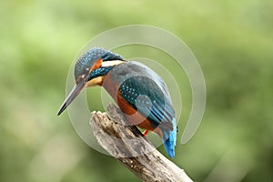 Male Kingfisher - alcedo atthis