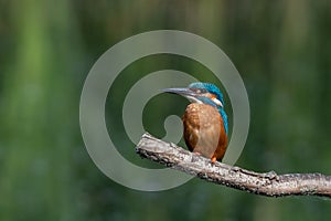 Male kingfisher, alcedo atthis, perched on a branch