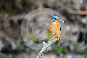The male Kingfisher Alcedo atthis sits on a twig