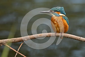 Male kingfisher Alcedo atthis still in a perch
