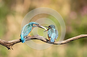 Male kingfisher feeding the female kingfisher