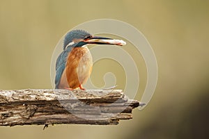 Male Kingfisher with fish