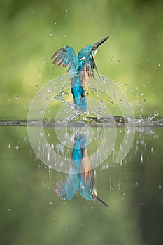 Male Kingfisher