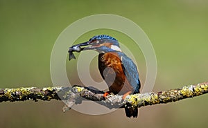 Male kingfisher perched and fishing