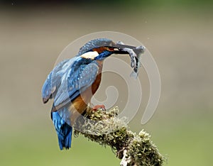 Male kingfisher on perch with two caught fish photo