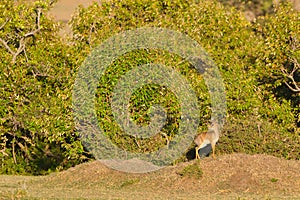 Male Kirks Dikdik In Morning Sunshine