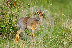 Male Kirks Dikdik Portrait