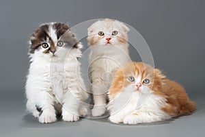 Male kitten scottish fold breed