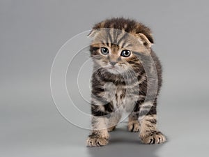 Male kitten scottish fold breed