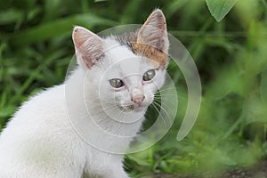 a male kitten is standing and looking at the camera in cream, black and white, Aceh-Indonesia