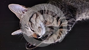 Female kitten taby cat photo