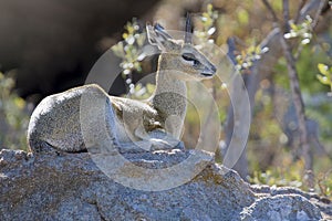 Male klipspringer resting on large boulder in the early morning