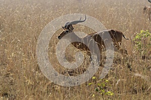 Male KOB running through the tall dry grass in the savannah