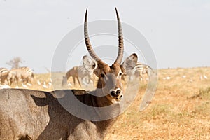 Male Kobus defassa - Tsavo, Kenya