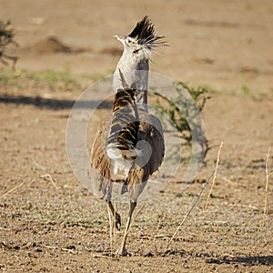 Male Kori Bustard showing off for mate in Botswana, Africa