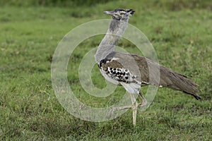 Male Kori Bustard, Strutting photo