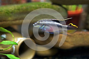 Male Kribensis Cichlid