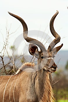 Male Kudu photo