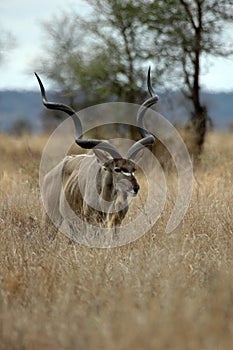 Male Kudu photo