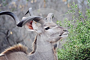 Male Kudu