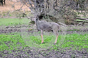 Male kudu