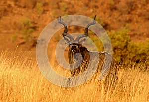 Male Kudu photo