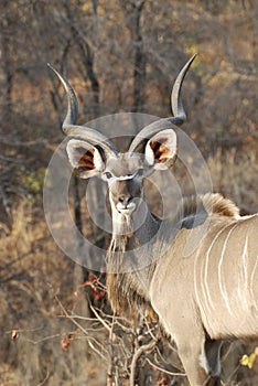 Male kudu photo