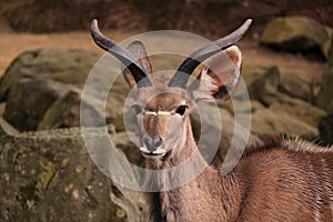 Male kudu adult portrait