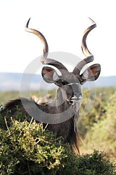 Male Kudu Antelope photo