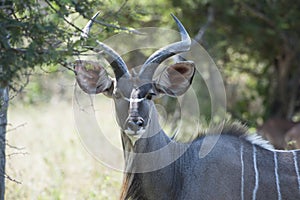 Male Kudu Antelope in African Bush, Kudu in Botswana