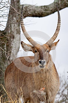 Male Kudu antelope among bushes  in the Kruger National Park in South Africa