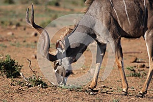 Male Kudu Antelope Eating