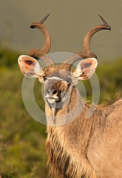 Male Kudu Antelope with Long Horns photo