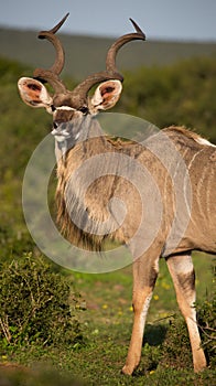 Male Kudu Antelope with Long Horns photo