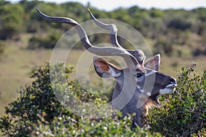Kudu Antelope Male with Long Horns photo