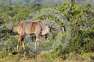 Male kudu antelope in natural habitat, Addo Elephant National Park, South Africa