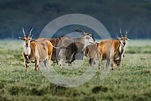 Male kudu antelope Tragelaphus strepsiceros in natural habitat, Etosha National Park, Namibia